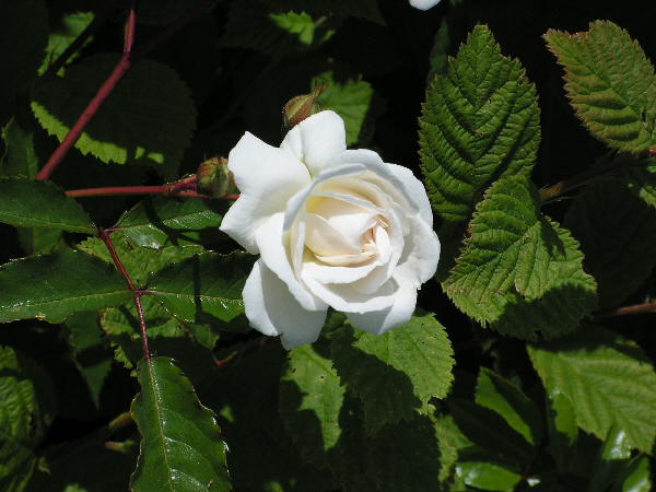 a white rose a white rose
